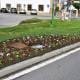 Substituição E Colocação De Novas Flores Na Vila (3)