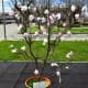 Amendoeiras Em Flor (11)