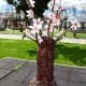 Amendoeiras Em Flor (12)