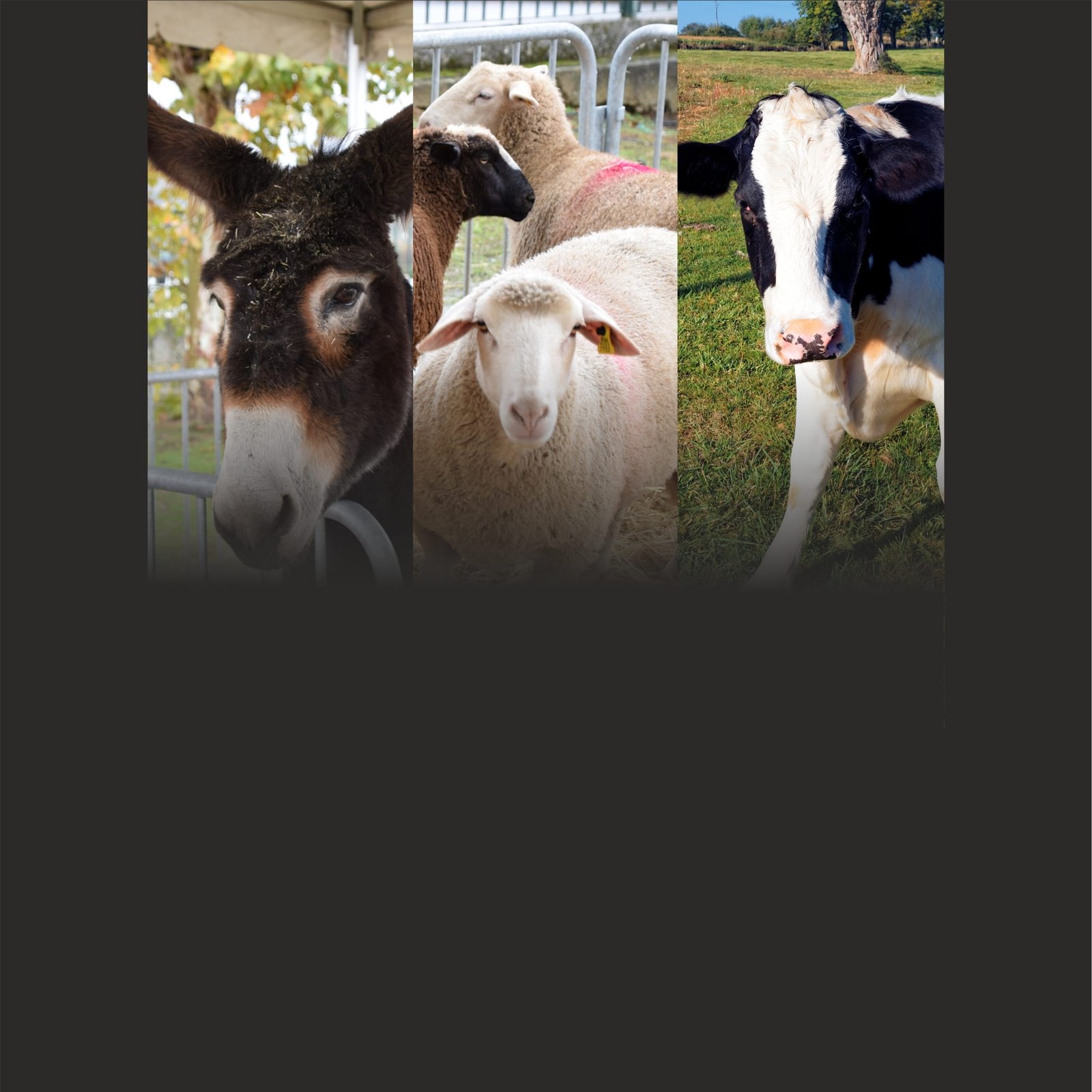 Pecuaria2