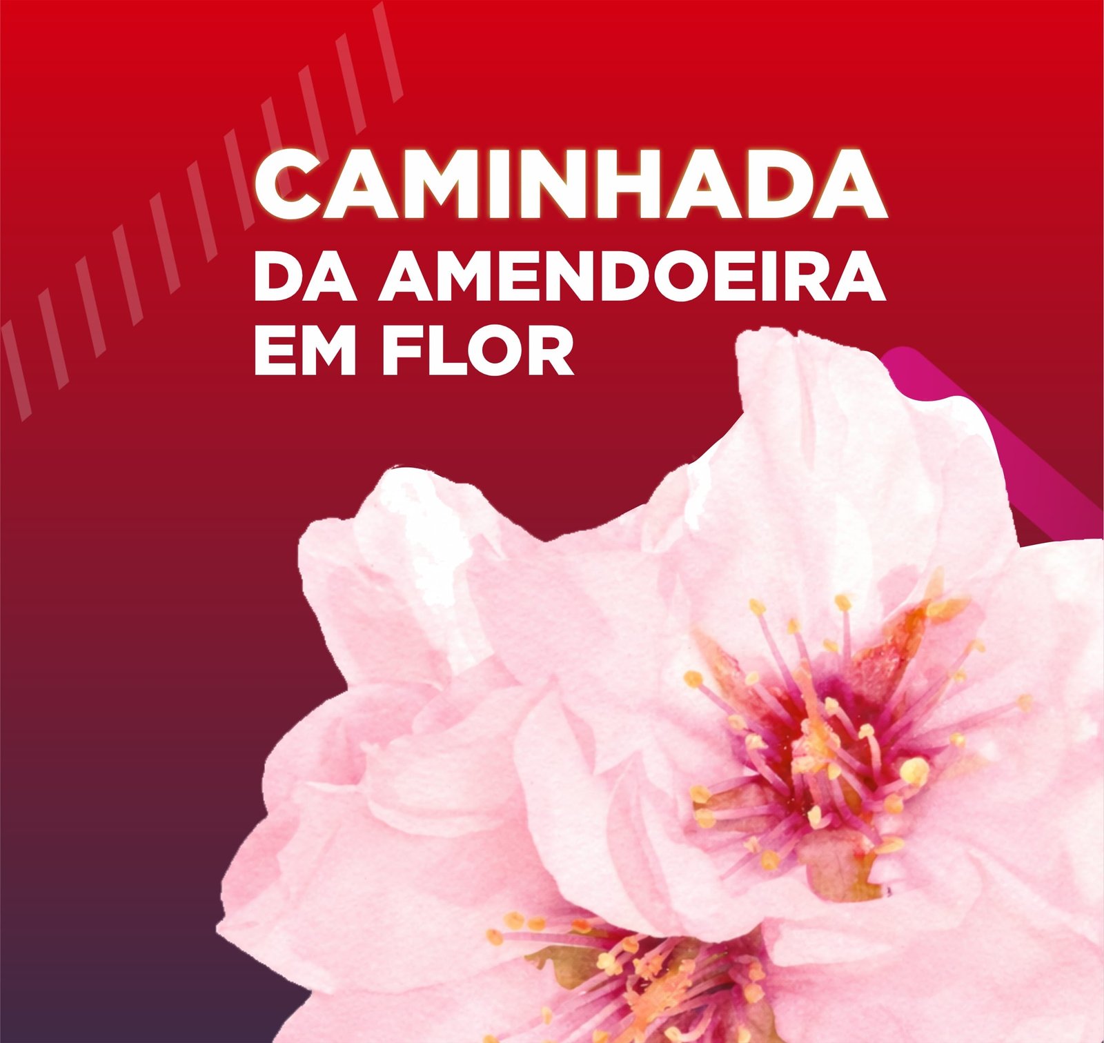Caminhada Site
